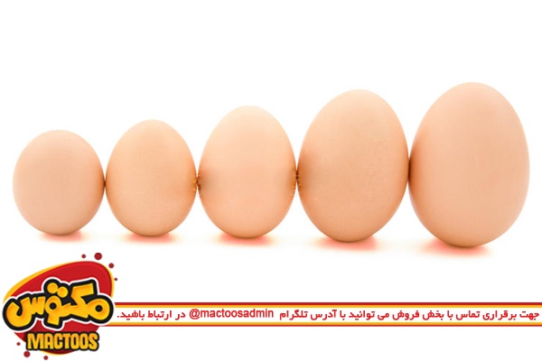 اطلاعاتی درباره سایز تخم مرغ ها