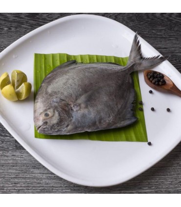 ماهی حلوا سیاه تازه