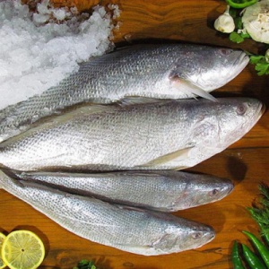 ماهی شوریده سایز متوسط تازه