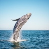 علت مرگ سریالی نهنگ ‌ها در جزیره کیش مشخص شد