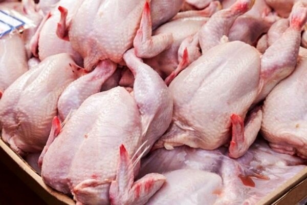 گرانی مرغ ربطی به قاچاق جوجه ندارد/ مسئولان آدرس غلط ندهند