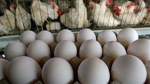 مرغداران خراسان رضوی رغبتی به تولید تخم مرغ ندارند