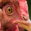 چشم مرغ، مشکل گشای بیماری ها