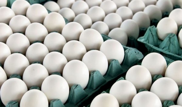 واردات تخم مرغ بیشتر می شود و گرانی نخواهیم داشت