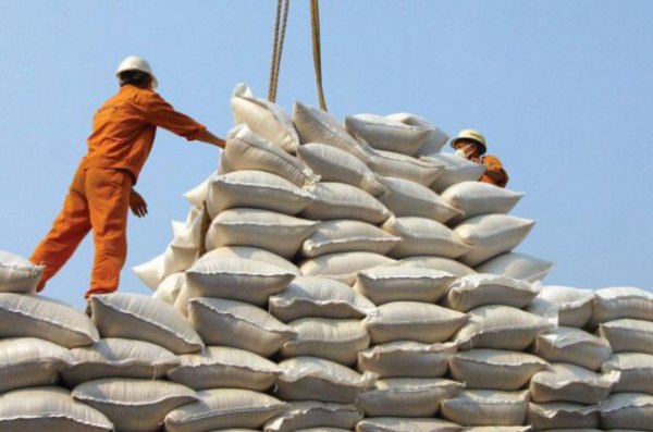برنج در عمده‌فروشی‌ها ۱۸ درصد ارزان شد
