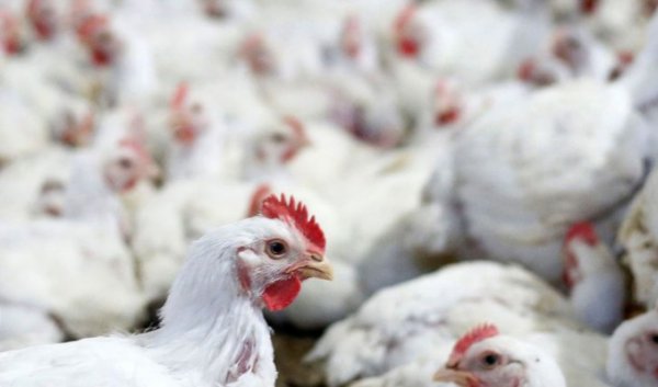 امکان اختلال در تامین گوشت مرغ با عدم کنترل آنفولانزای پرندگان