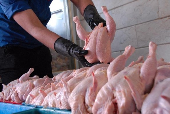 صادرات گوشت مرغ از ایران به افغانستان ممنوع شد