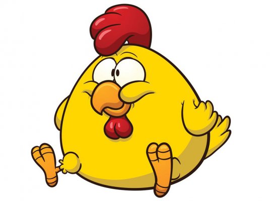مرغ ها را با هورمون چاق نمی کنند