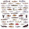 شناخت انواع ماهی در ایران