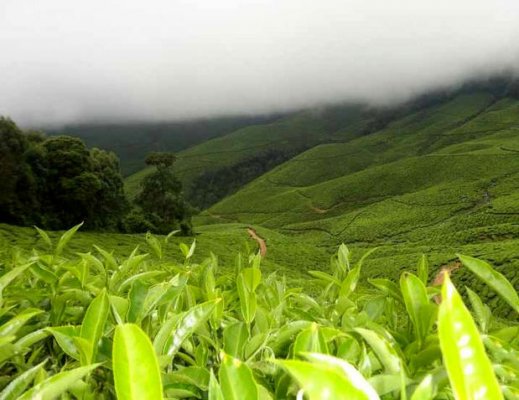 با بخشنامه وزارت اقتصاد، تولید کننده چای داغدار شد، وارد کننده تشویق