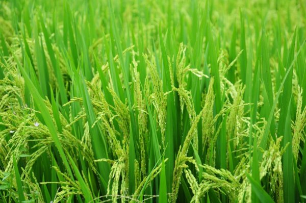 تولید برنج تراریخته در کشور مطلقاً ممنوع