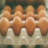 ردپای مافیای اقتصادی در افزایش قیمت تخم مرغ