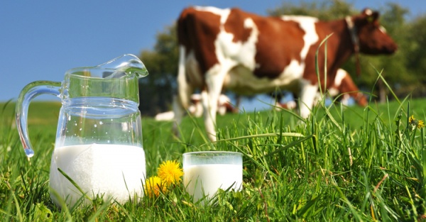 فروش هر لیتر شیر برای دامدار حداقل ۵۰۰ تومان ضرر دارد