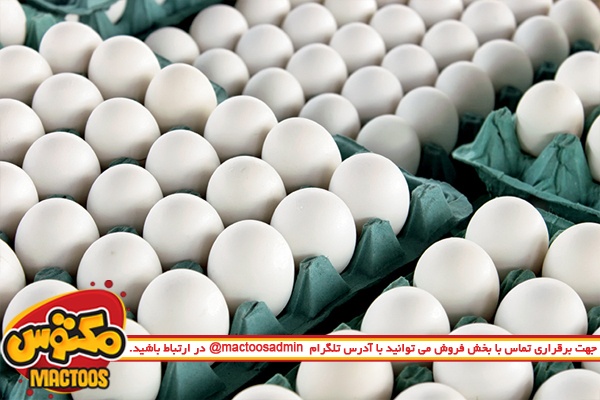 بالا رفتن قیمت تخم مرغ به تولیدکننده مربوط نمی‌شود