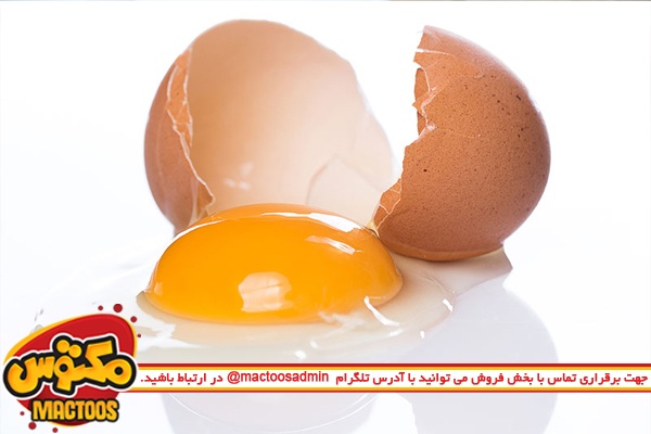 زرده تخم‌ مرغ مفیدتر است یا سفیده؟