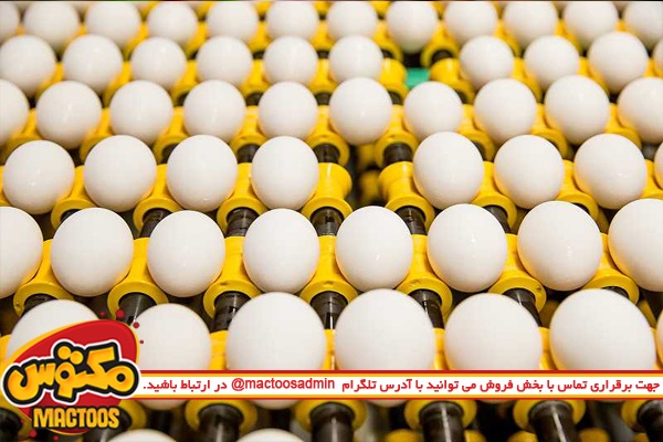 فعلا مجوزی برای صادرات تخم‌مرغ نمی‌دهیم