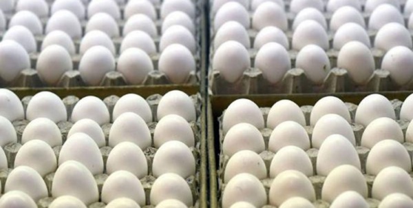 صادرات تخم مرغ مجاز شد